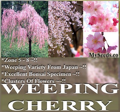 weeping cherry tree in Trees