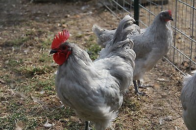 12+ Rare Lavender Orpington Hatching eggs for hatching in a incubator