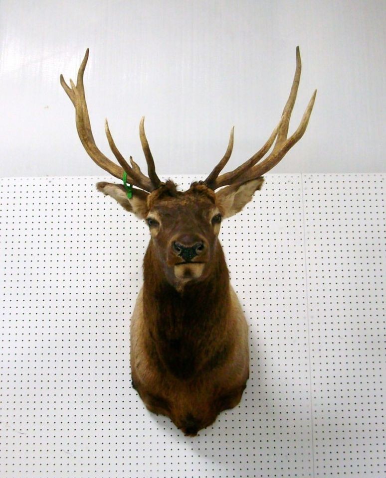 11 Point Shoulder Mount Elk Taxidermy 32 Antler Span **SHIPPING 