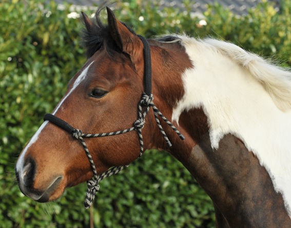 horse neck collar