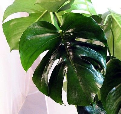 Split Leaf Philodendron 6 Hanging Basket   Monstera   Heirloom 