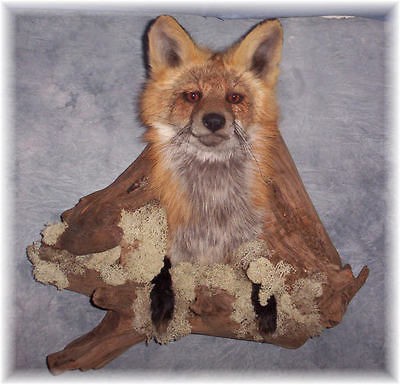 red fox mount in Fox & Coyote