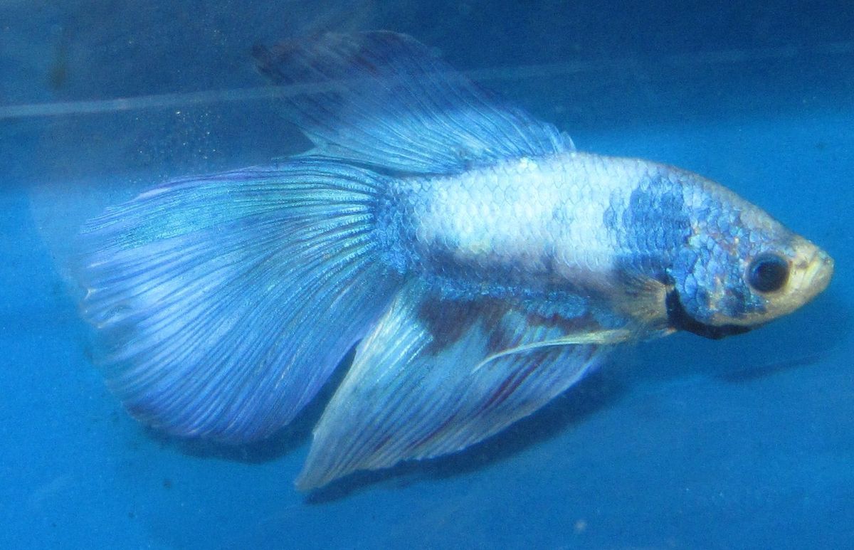 Super Delta male Betta Fish For Live Freshwater Aquarium Fish