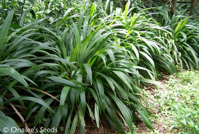 50 Palm Grass Seeds Setaria Palmifolia Ornamental Grass Tropical Shade