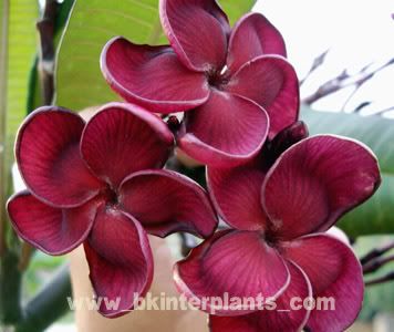 Plumeria with Rooted Black Ruby Very New RARE
