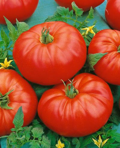 Vegetable Seeds Tomato Beefmaster Hybrid Garden Seed