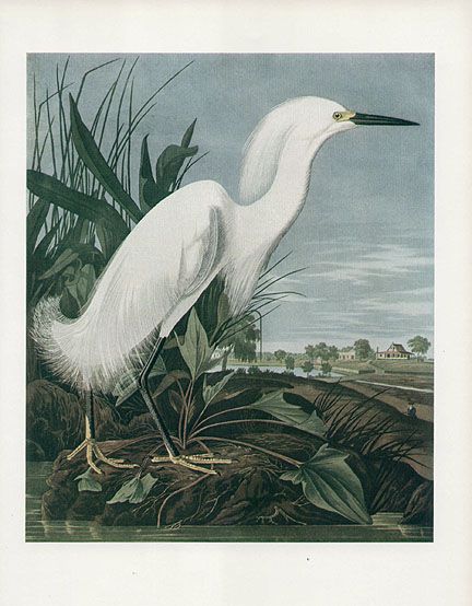 John James Audubon Authentic Vintage Print Made in 1939 Snowy Heron or Egret  